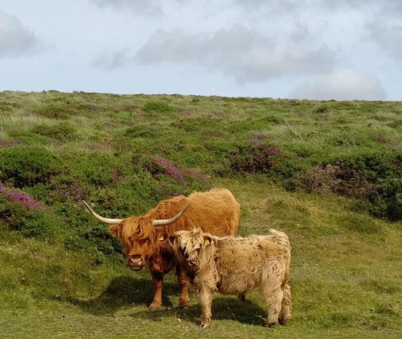 The Dairy - Quaint 1Br In Dartmoor National Park Villa Hennock Eksteriør billede